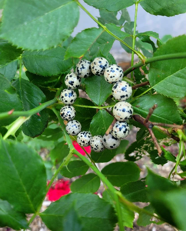 women stack bracelets -Dalmatian Jasper Bracelet